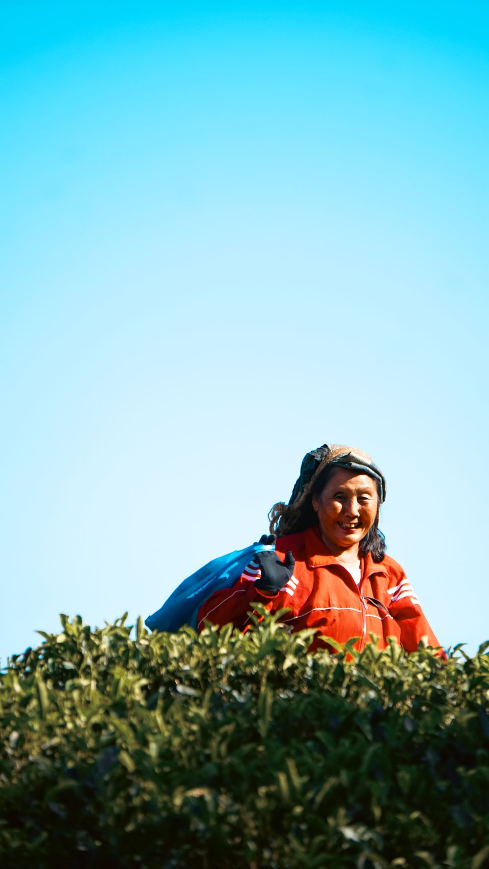 A tea plucker in a red jacket with a sack over her shoulder, picking leaf among the bushes of a Darjeeling estate