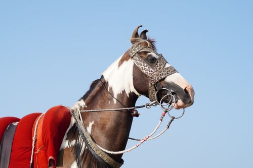 Free A majestic horse adorned with intricate bridle and colorful saddle under a clear blue sky. Stock Photo