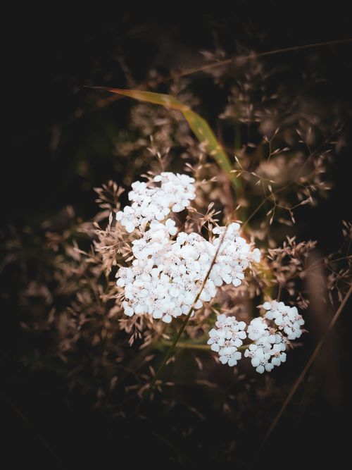 Free Delicate white wildflowers blooming in Lower Silesian Voivodeship, Poland. Stock Photo
