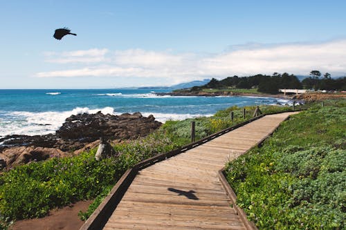 Bird Flying Above Ocean