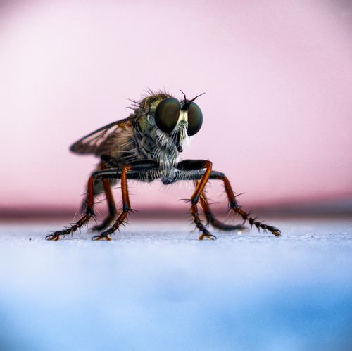 Free Detailed macro shot of a robber fly against a soft pink background, highlighting its intricate features. Stock Photo