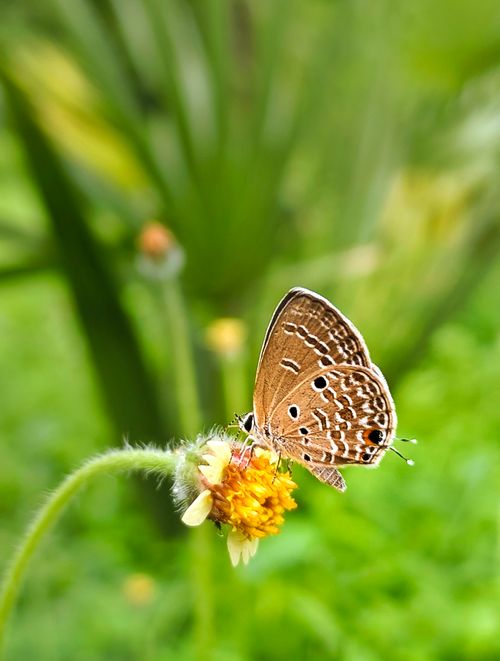 Free Detailed image of a butterfly perched on a yellow flower against a blurred green background. Stock Photo
