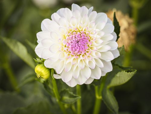 Free Detailed close-up of a white dahlia with a pink center in natural light showcasing its intricate petals. Stock Photo