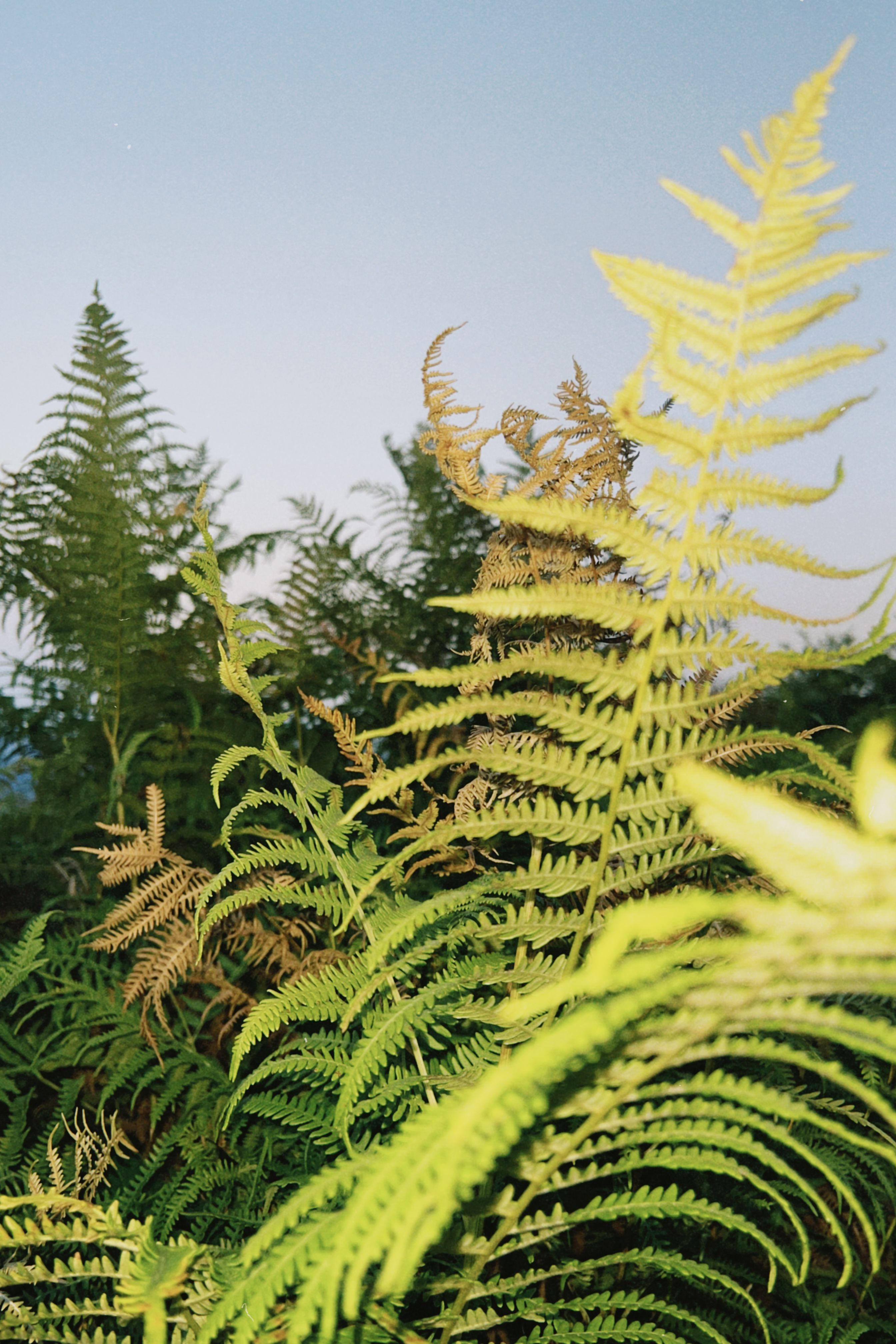 Close-up of vibrant ferns reaching toward a clear blue sky in a natural setting.