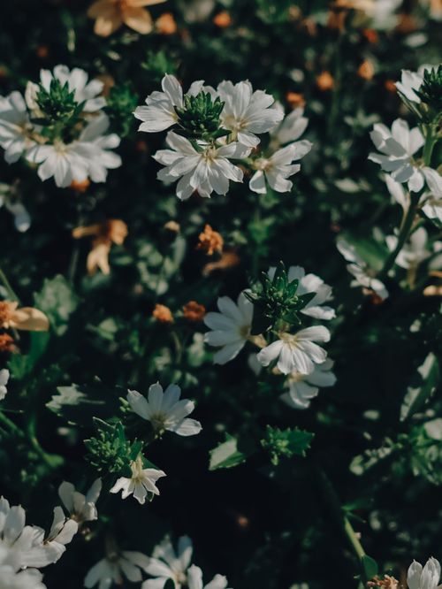 Free A detailed view of white flowers in dark green foliage, showcasing natural beauty and tranquility. Stock Photo