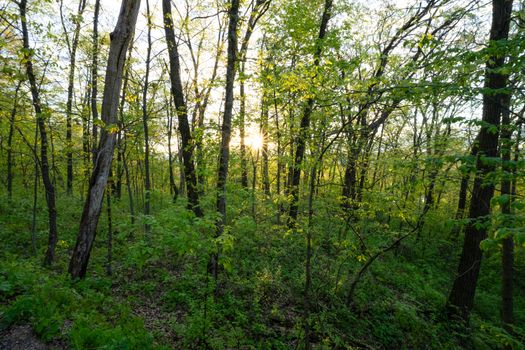 A peaceful spring forest in Pepin, Wisconsin, captured at sunrise, showcasing lush greenery and sunlight filtering through trees.