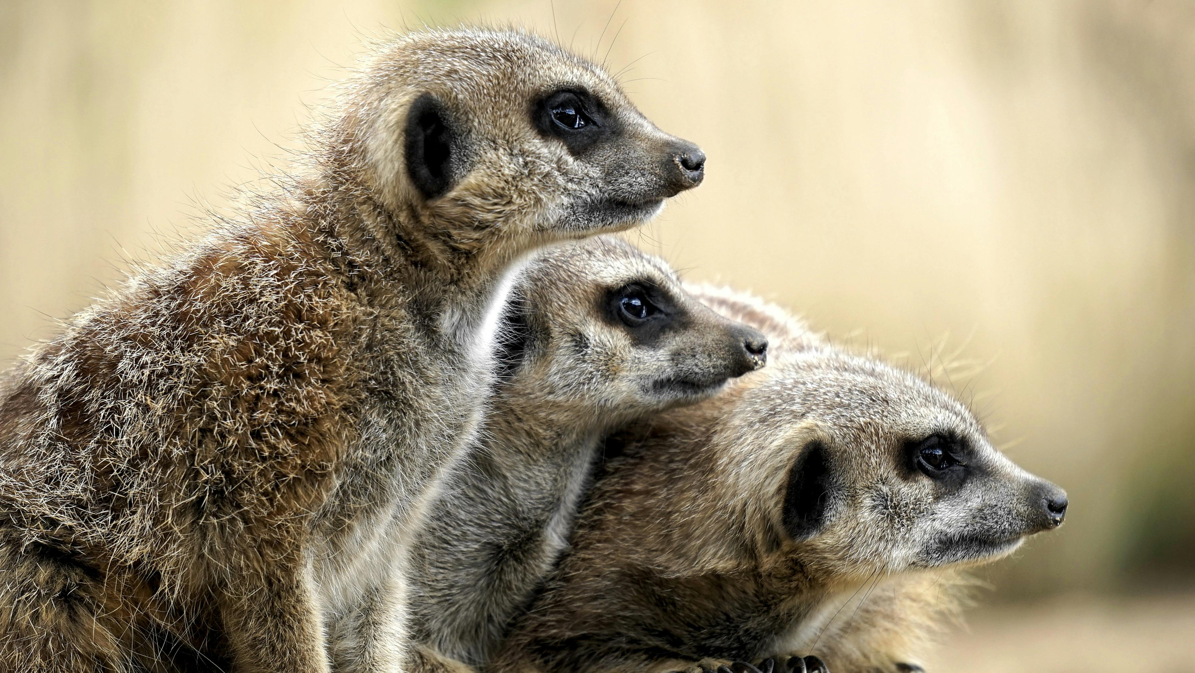 brown meercats