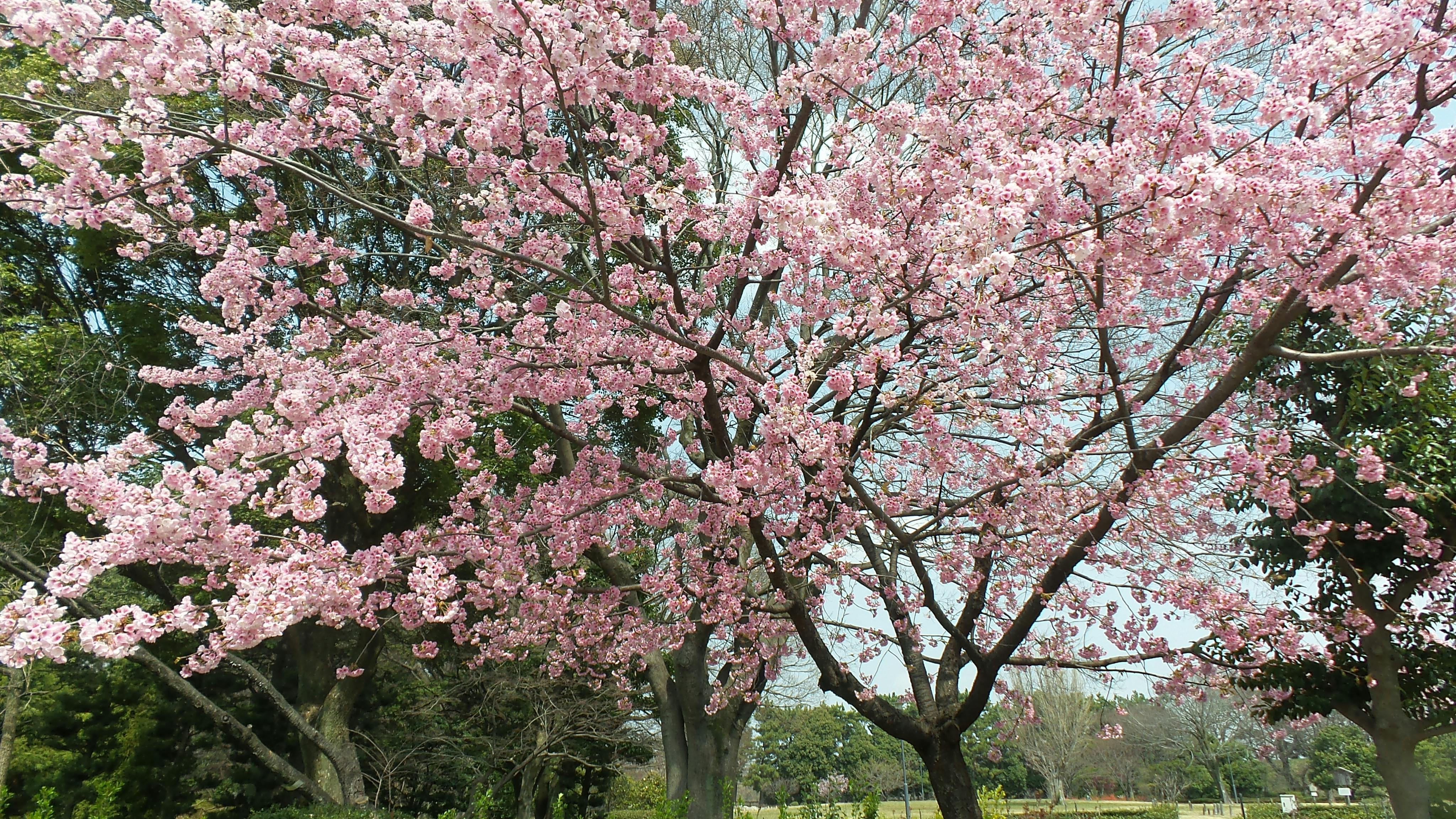 Wallpaper Bunga Sakura Jepang - kulo Art