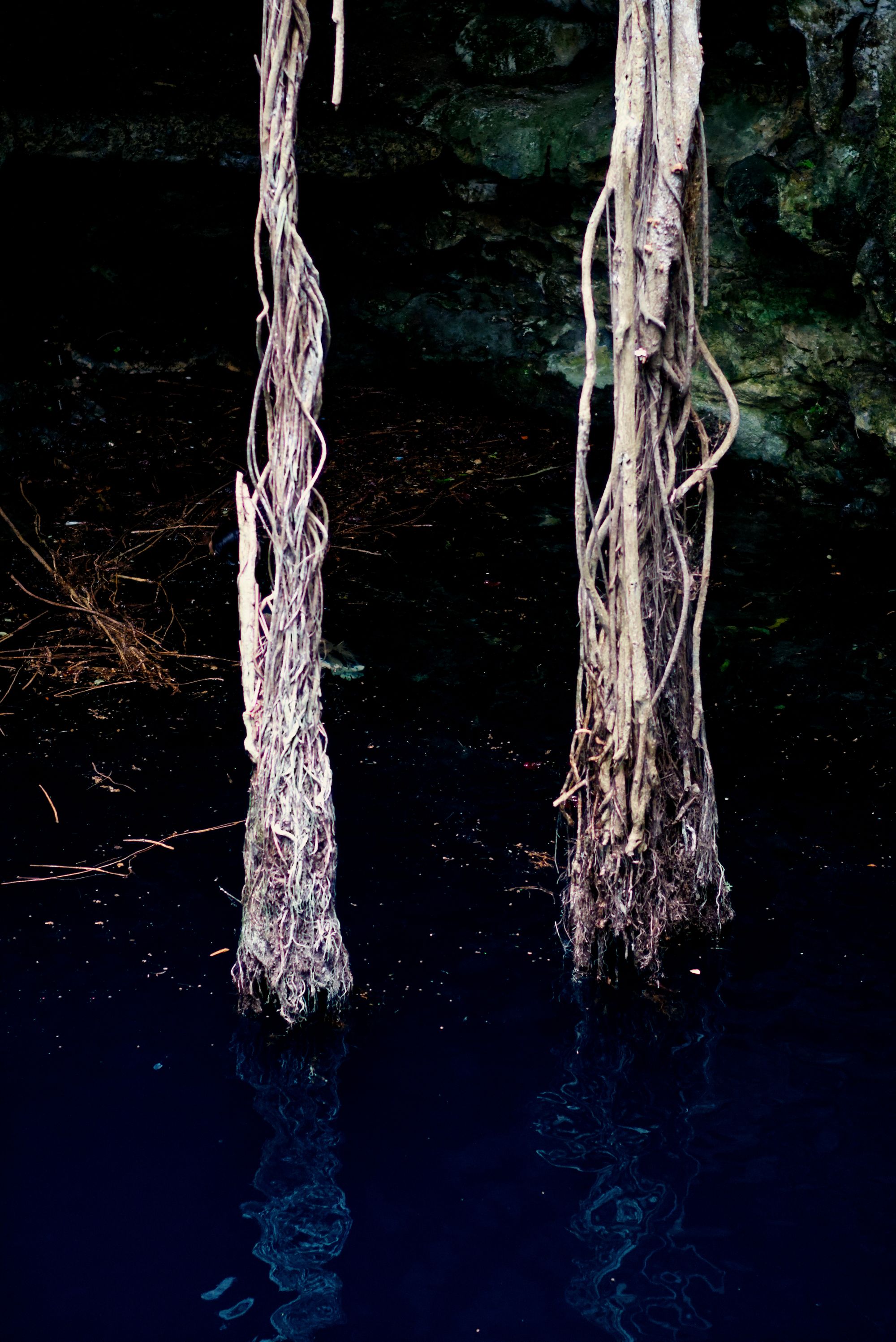 Hanging roots above a Yucatán cenote, swimming in a cenote run by a Maya cooperative