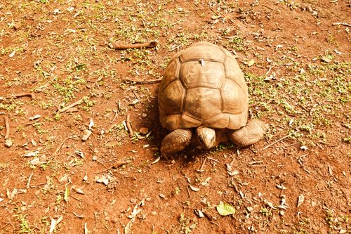 Free Aldabra giant tortoise walking on earthy ground in Nairobi, Kenya. Stock Photo