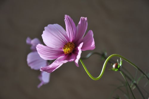 Free Detailed close-up of a blooming purple cosmos flower against a soft background. Stock Photo