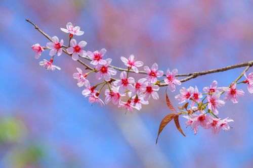 Free Delicate pink cherry blossoms in full bloom against a bright blue sky. Stock Photo