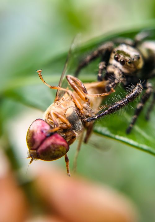 Free Close-up of a spider capturing a fly on a leaf, showcasing nature's wildlife interaction. Stock Photo