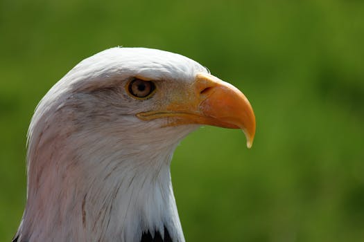 Free stock photo of bird, united states of america, usa, bald eagle