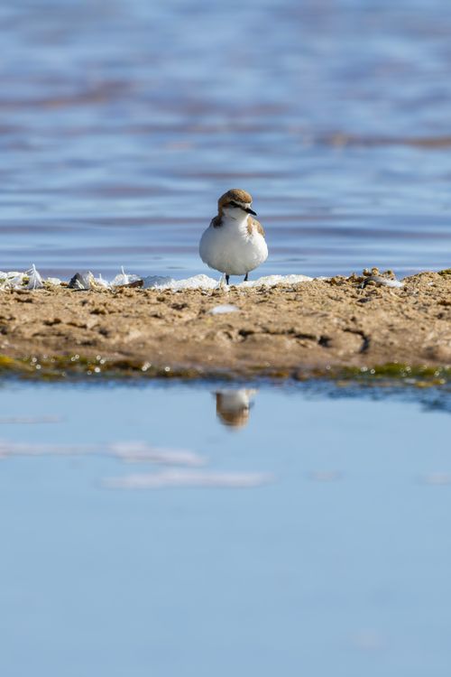 Free A red-capped plover stands near the water's edge in New South Wales, Australia. Stock Photo