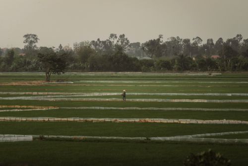 Free A farmer in traditional dress walks through lush green rice paddies in Vietnam. Stock Photo