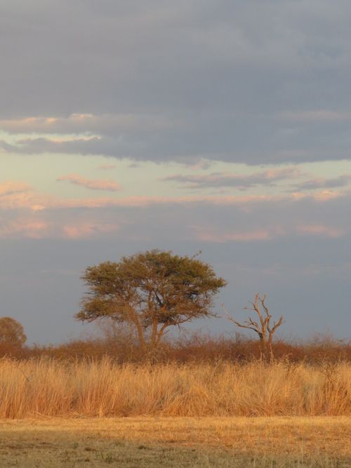 Free Tranquil African savannah scene under a pastel sky, featuring iconic acacia trees. Stock Photo