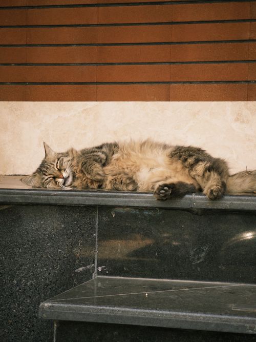 Free A fluffy tabby cat peacefully naps on a stone platform, capturing a serene moment indoors. Stock Photo