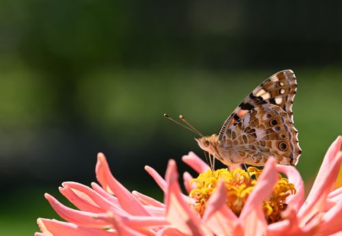 Free Macro shot of a Painted Lady butterfly perched on a vibrant zinnia bloom, captured in natural sunlight. Stock Photo