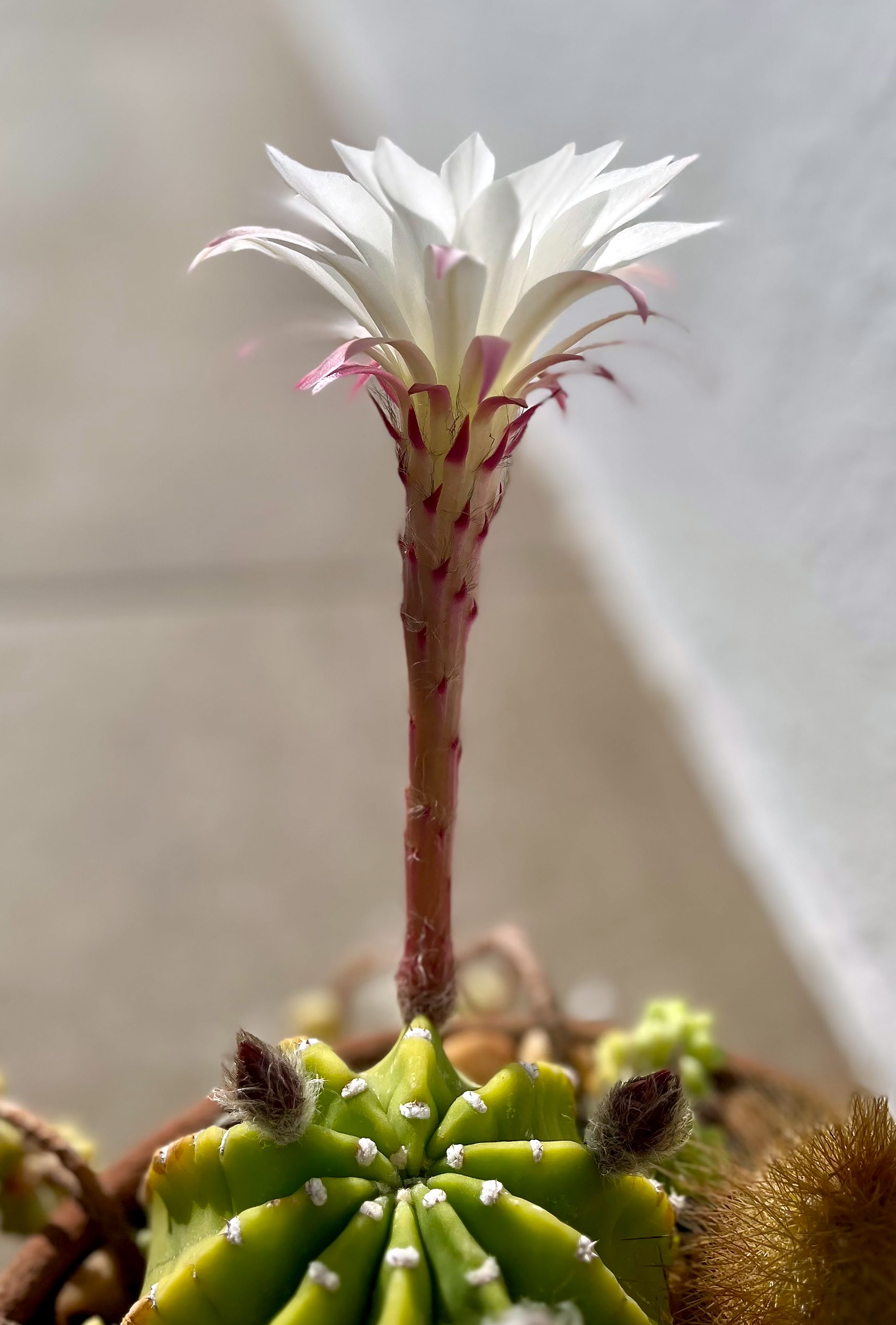 Fotomural Primer plano de un cactus con una llamativa flor blanca en plena floración, que muestra la belleza de la naturaleza.
