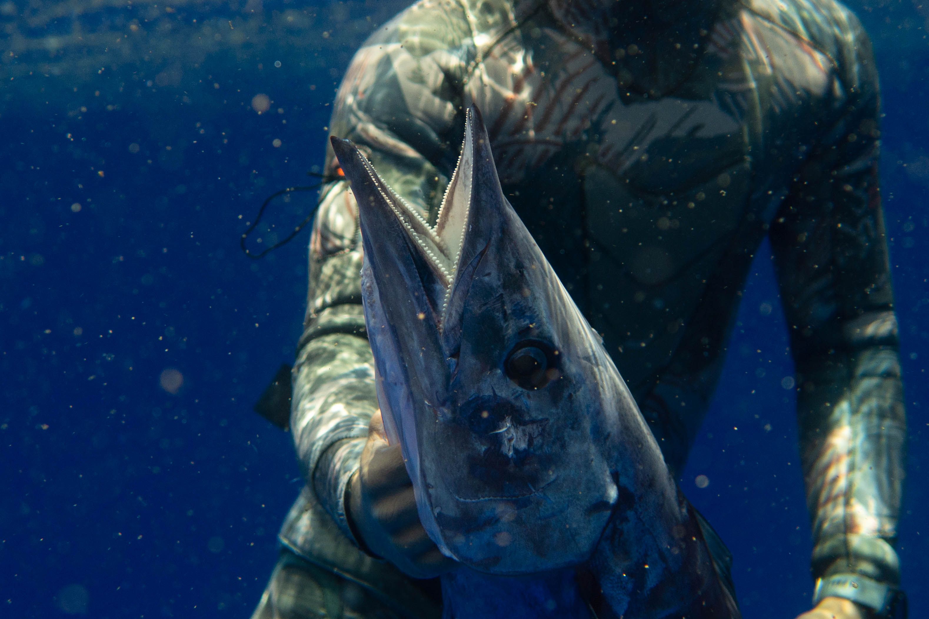 How To Catch Kingfish Ebook