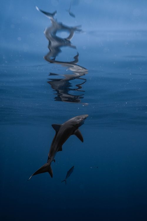 Free A shark swims gracefully underwater with its reflection visible on the ocean surface. Stock Photo