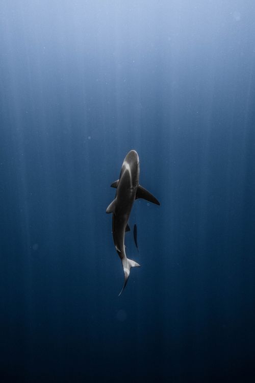 Free A majestic shark gracefully swims in the deep blue ocean, captured underwater in Hawaii. Stock Photo