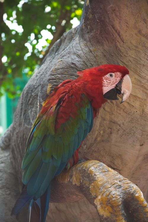 Free Colorful scarlet macaw perched in a natural setting with lush greenery, exemplifying exotic wildlife. Stock Photo