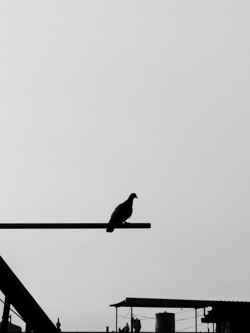 Free A black and white silhouette of a pigeon perched against a simple sky background. Stock Photo
