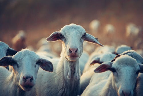 Free Group of Goat Stock Photo