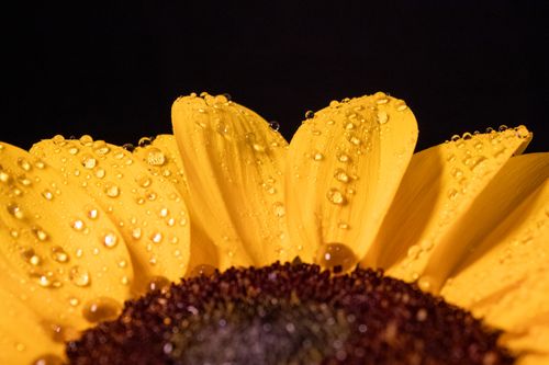 Free Close-up view of sunflower petals with water droplets, showcasing vibrant yellows and intricate details. Stock Photo