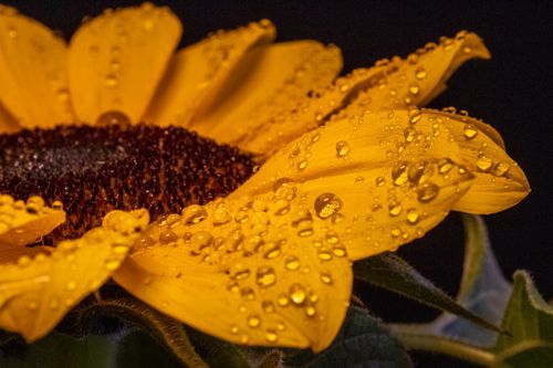 Free Macro photo of a sunflower with dew drops, capturing its vibrant yellow petals against a dark background. Stock Photo