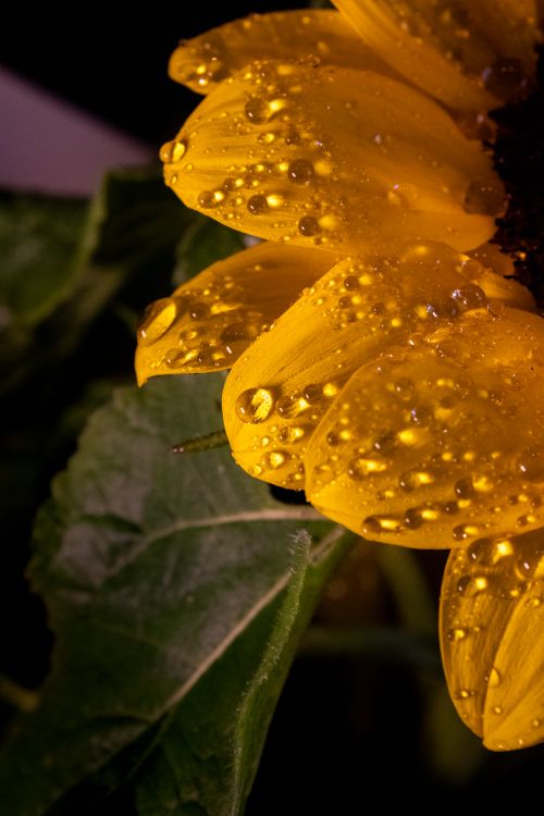 Free Macro photograph of sunflower petals with water droplets, capturing nature's intricate beauty. Stock Photo