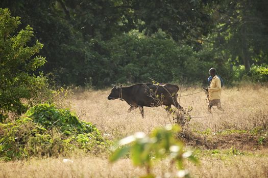 A farmer guides his cow through a sunlit, grassy farm landscape, suggesting traditional agriculture.