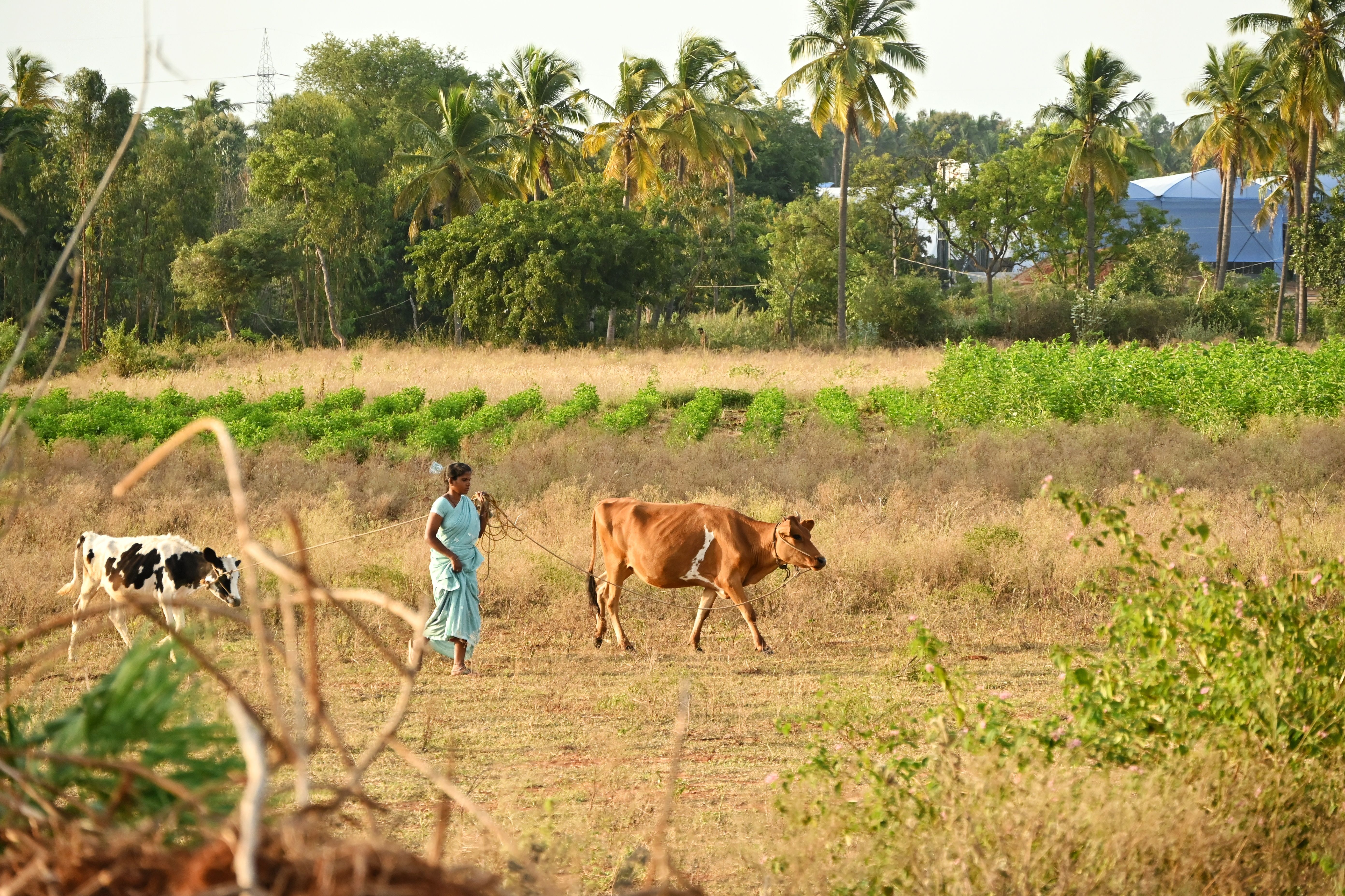 Soil and Soil Fertility illustration