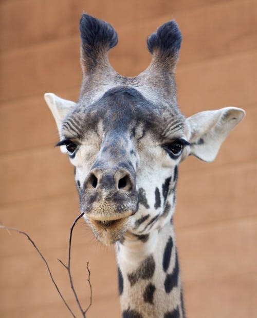 Gratis stockfoto met beest, dieren in het wild, dierenfotografie