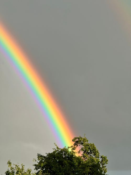 Free A vivid rainbow arcs over lush green trees, set against a dramatic grey sky. Stock Photo