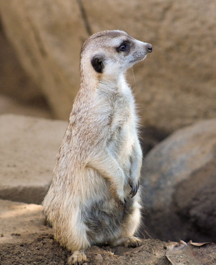 Photo Of A Meerkat