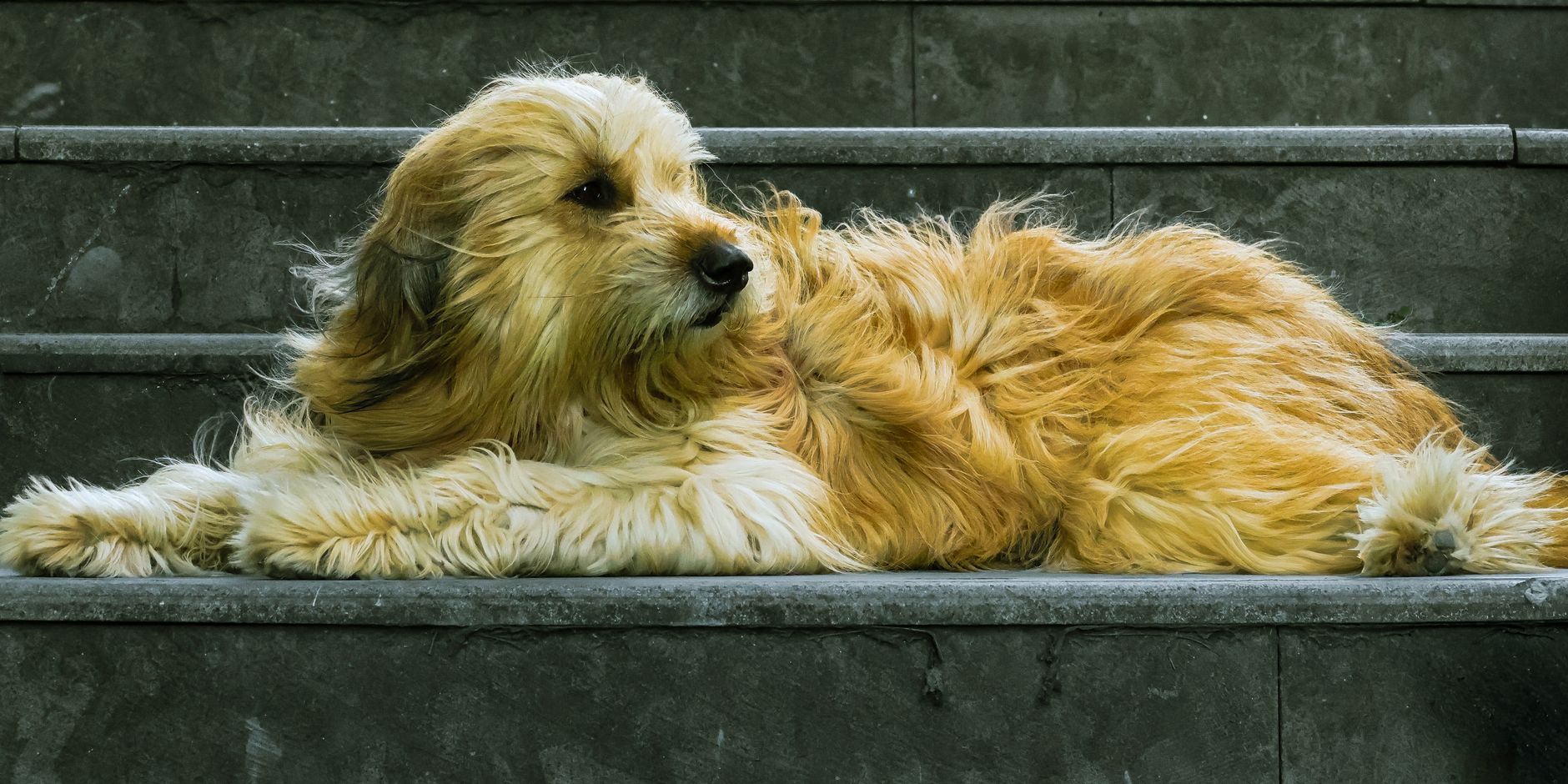 5 Lifesaving Steps: What to Do if You Find a Lost Dog Without Collar