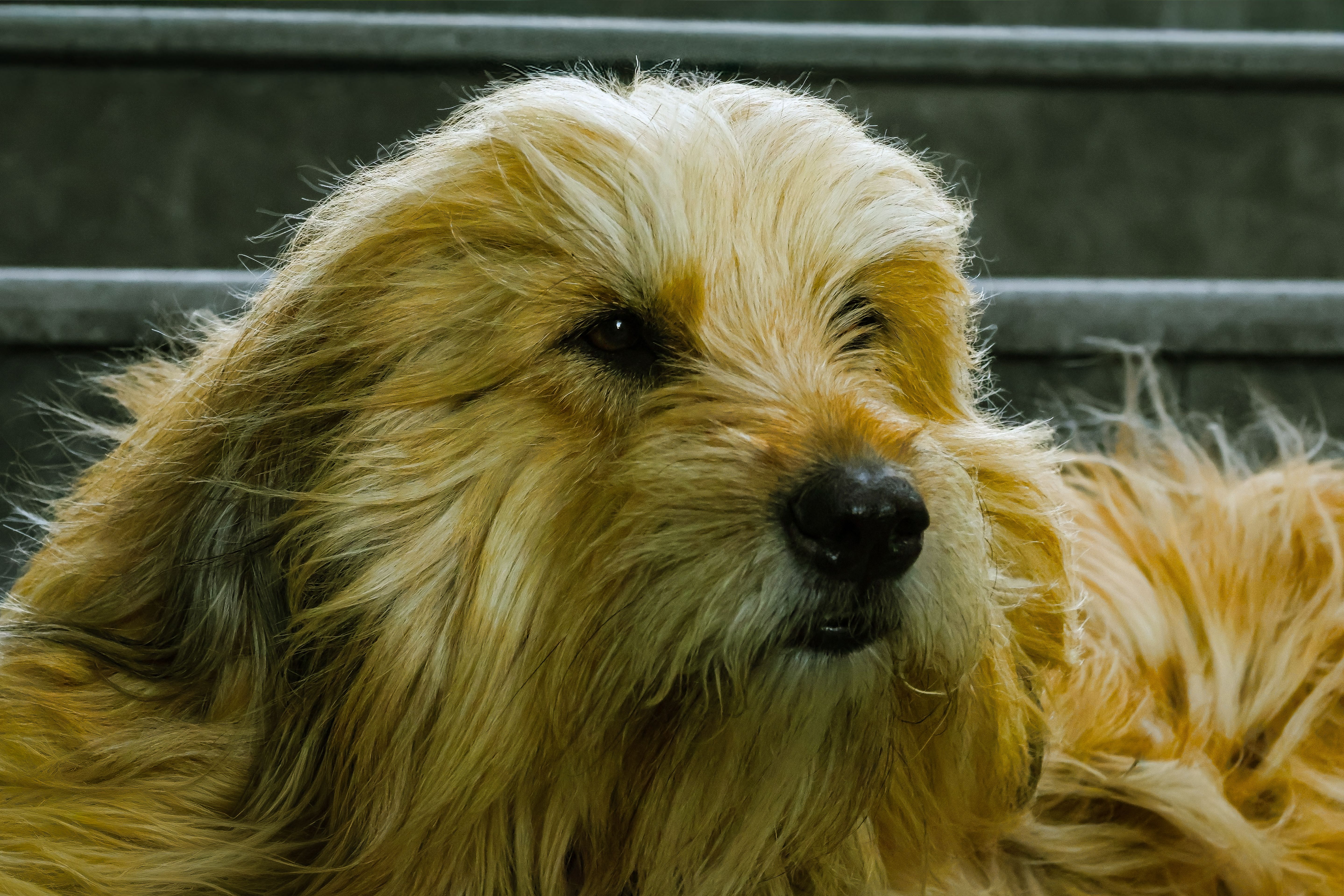 Portrait of a dog at a veterinary clinic