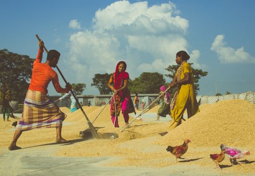 Free Women working together in a rural setting to dry grains under the hot sun. Stock Photo