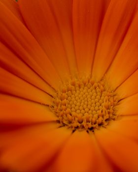 Detailed macro shot of an orange flower's petals radiating from its center, showcasing intricate textures.