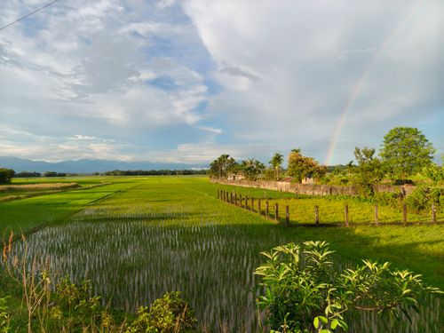 Free A breathtaking view of vibrant green rice fields under a rainbow in Silchar, Assam, India. Stock Photo
