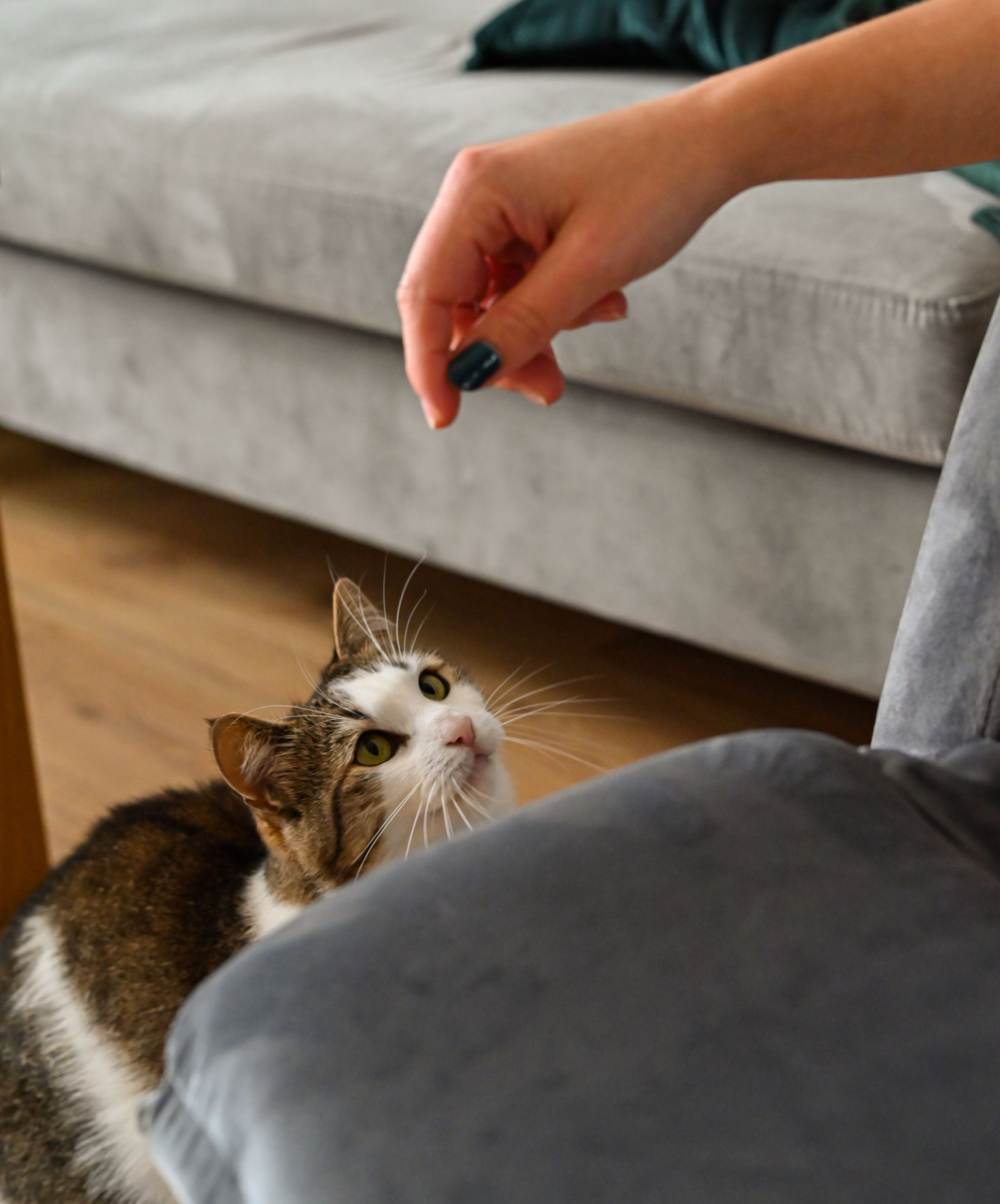 A curious cat eagerly awaits a treat from a human hand in a cozy living room setting.