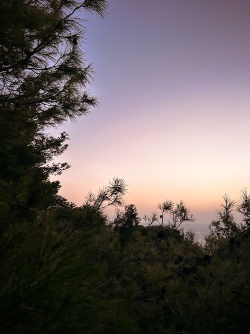 Free Beautiful twilight view through lush pine trees with a serene sky backdrop. Stock Photo