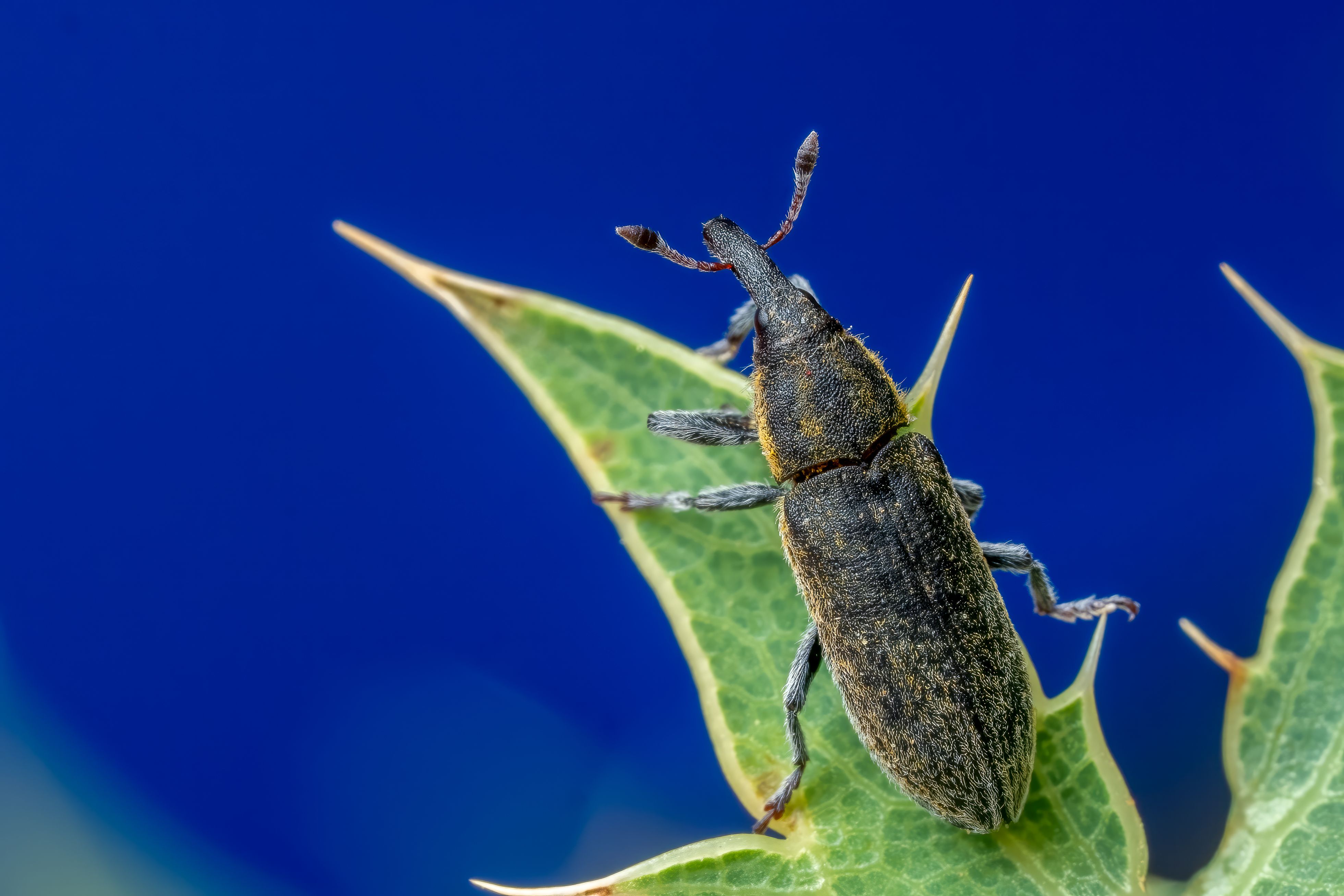 Detailed macro image of a weevil on a green leaf against a blue background captured in Valencia.