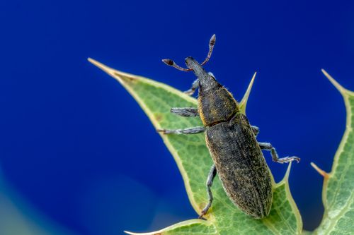 Free Detailed macro image of a weevil on a green leaf against a blue background captured in Valencia. Stock Photo