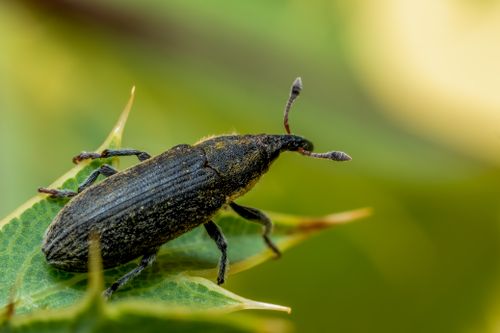 Free Close-up macro photograph of a weevil beetle on a green leaf in Valencia, Spain. Stock Photo