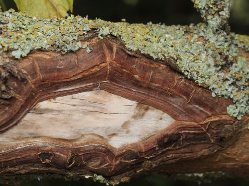 Free Detailed view of lichen-covered tree bark showcasing textures and natural colors. Stock Photo