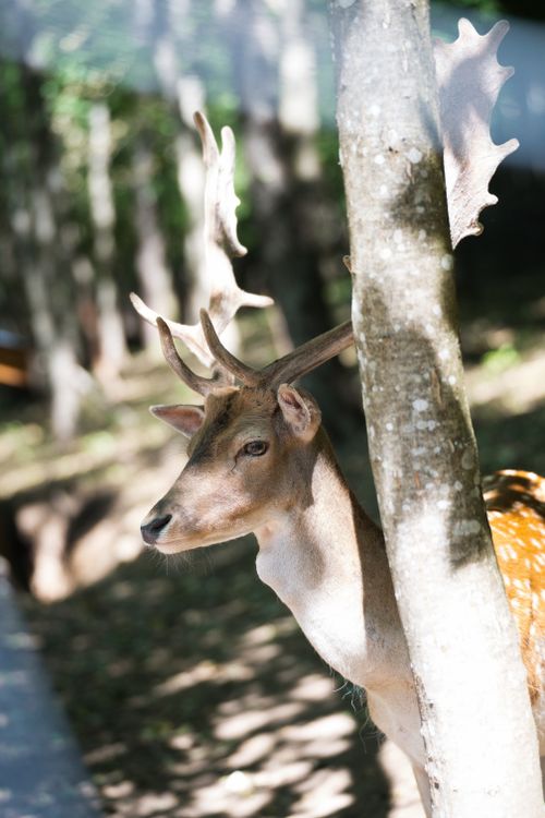 Free A tranquil fallow deer stands by a tree in a sunlit forest setting in Slovensko, capturing a serene moment. Stock Photo